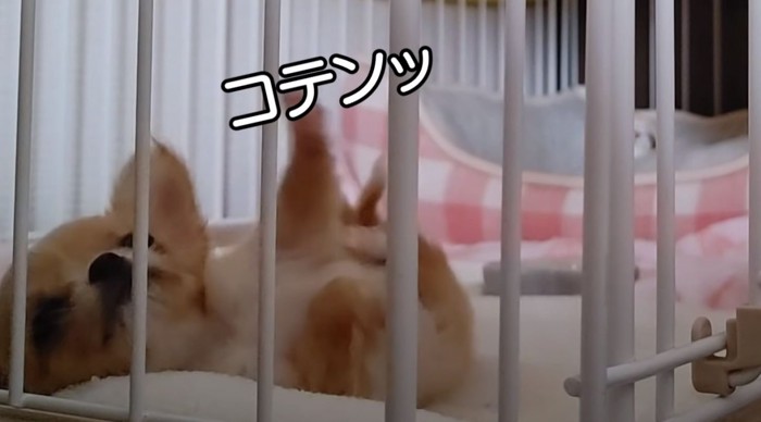 コテンと転ぶ子犬