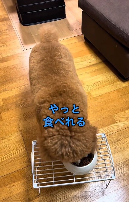 ごはんを食べるいっきゅうくん