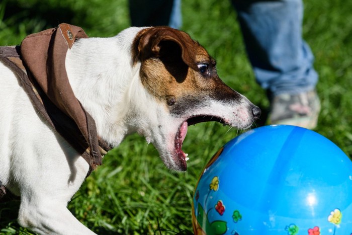 ボールをかじろうとする犬