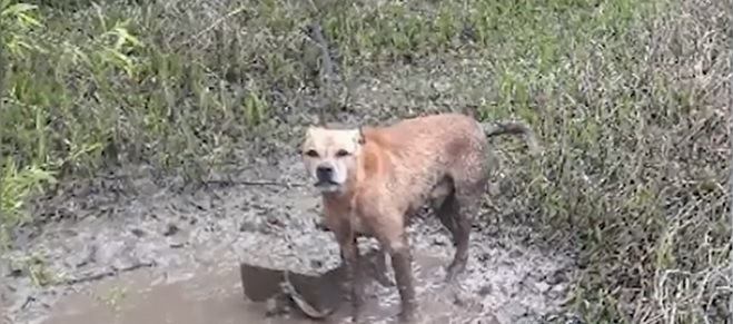 湖の犬