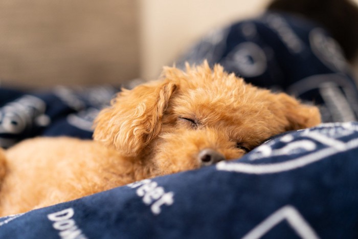 すやすや眠るプードルの顔のアップ
