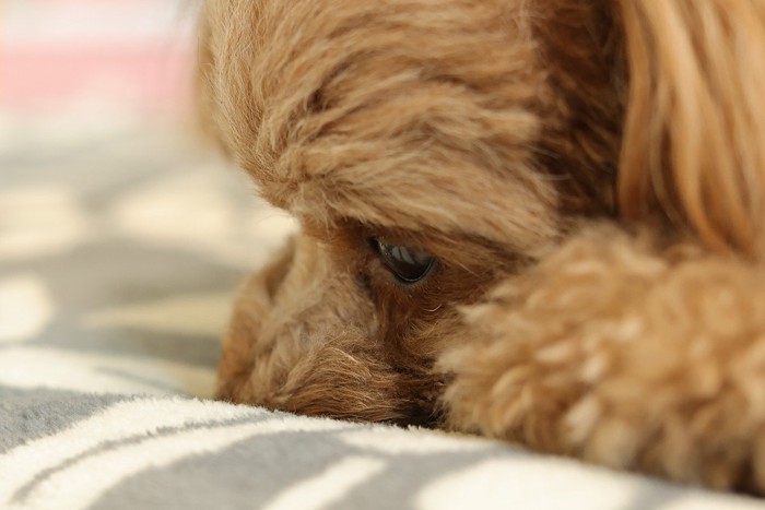 寂しそうな犬