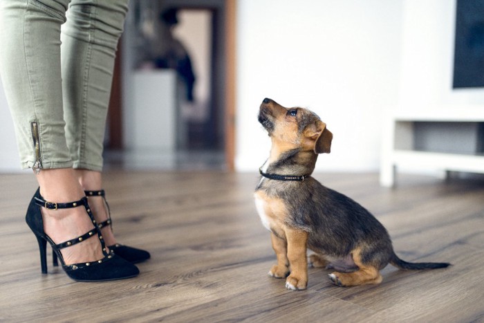 足元に座る子犬