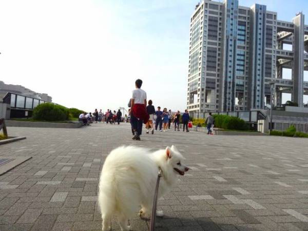 フジテレビ本社と犬