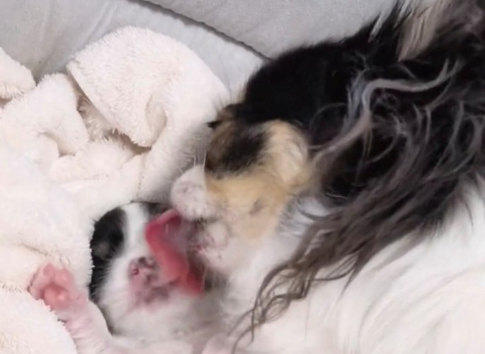 顔を舐め続ける犬と眠る犬