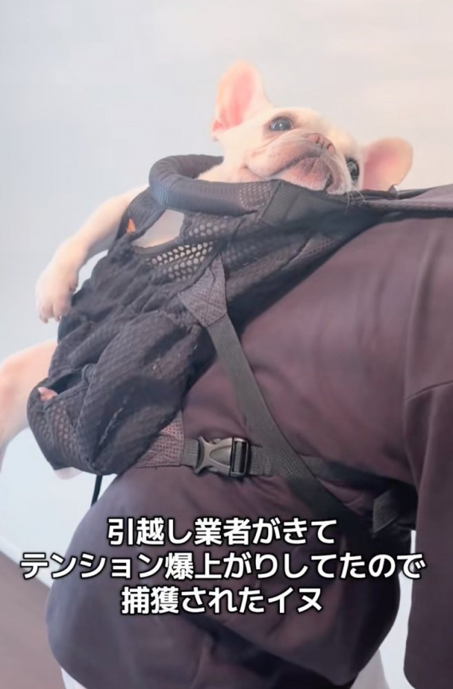 リュックに入る犬