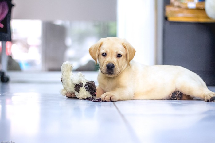 ぬいぐるみで遊ぶラブラドールの子犬