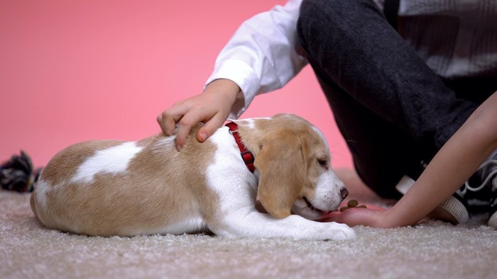 子犬を撫でる子供の手