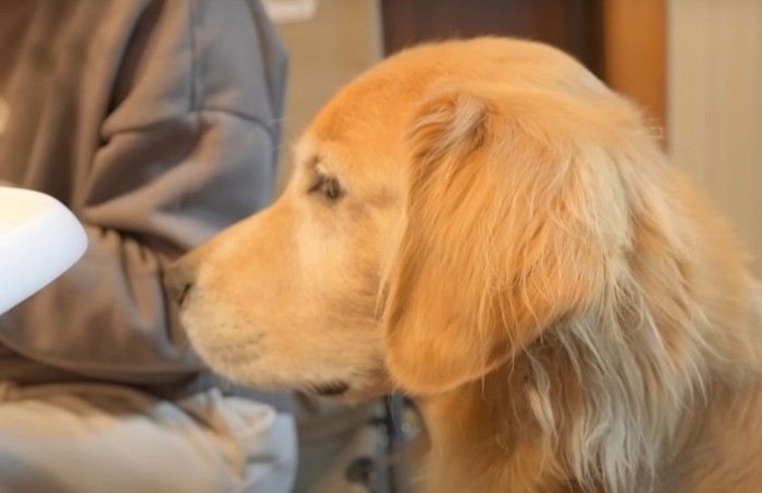 横を見る犬