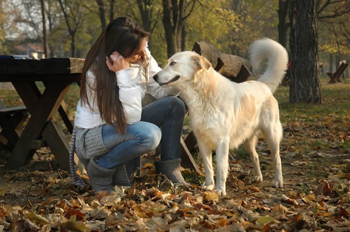 女性に撫でられる犬