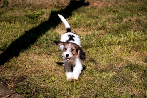 走るプチバセットグリフォンバンデーンの子犬