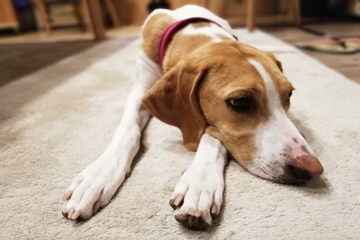 ふてくされる犬の顔アップ