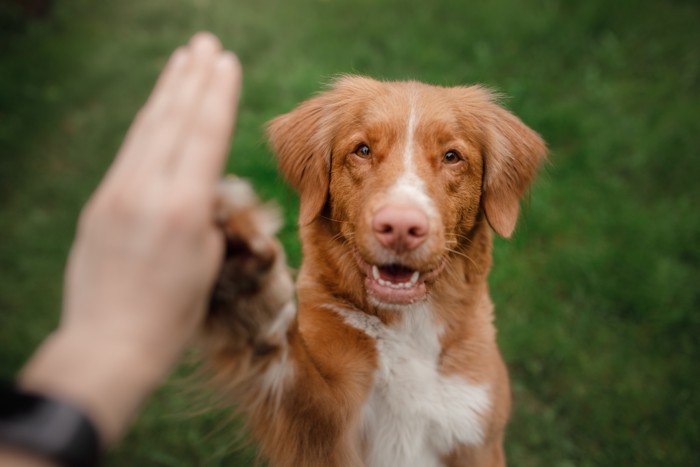 人とハイタッチする犬