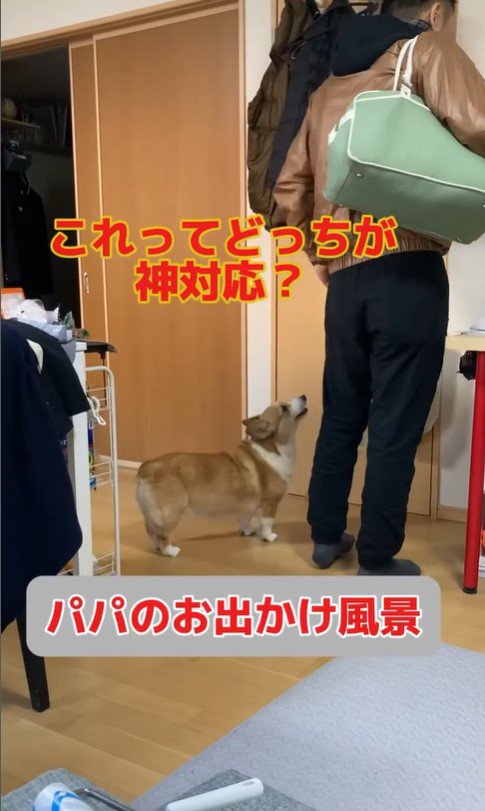 外出時のチリちゃんの対応の違い
