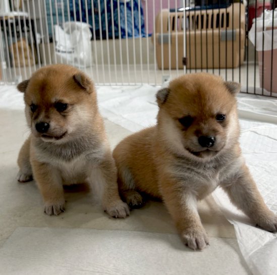 2匹の赤ちゃん犬