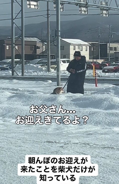 また車の方を見つめる柴犬