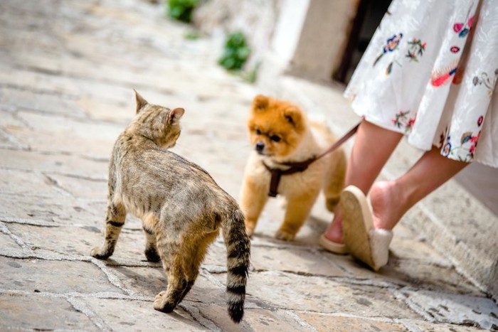 お散歩中に猫に出会った犬