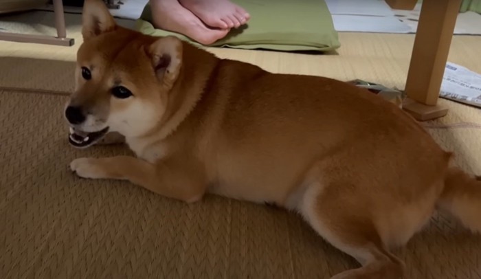 テーブルの下にいる柴犬