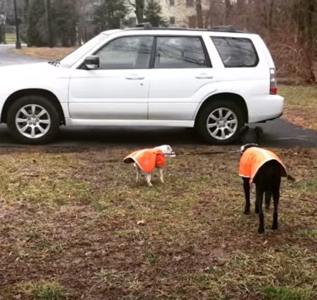 車に到着した犬