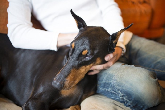 飼い主さんの膝で撫でられる犬