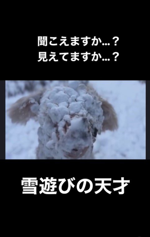 雪まみれのアロちゃん3