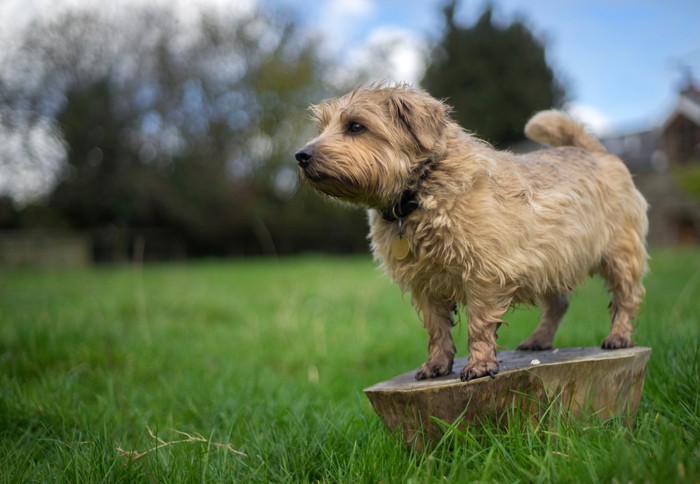 屋外で周囲を見渡すノーフォーク・テリア