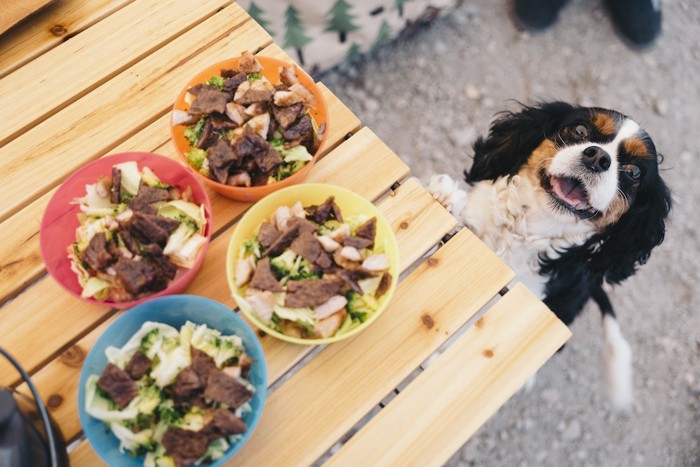 犬とカラフルな食器