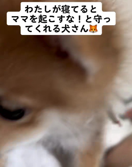 子犬のころのチロルちゃんが♡