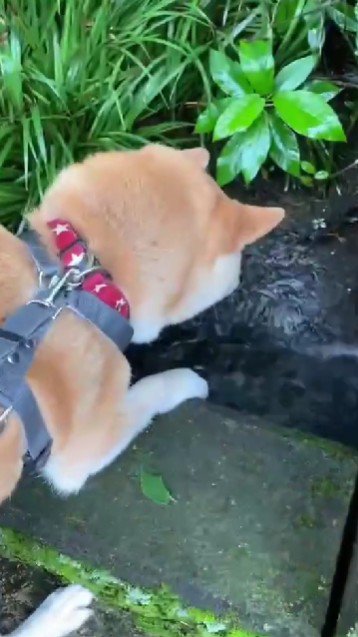 水に威嚇してる！！