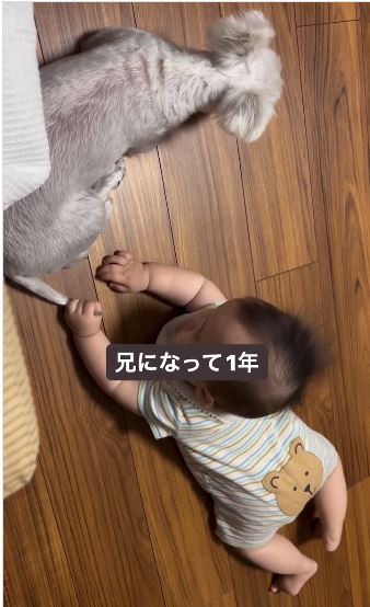 ちょっかいを出されても怒りません