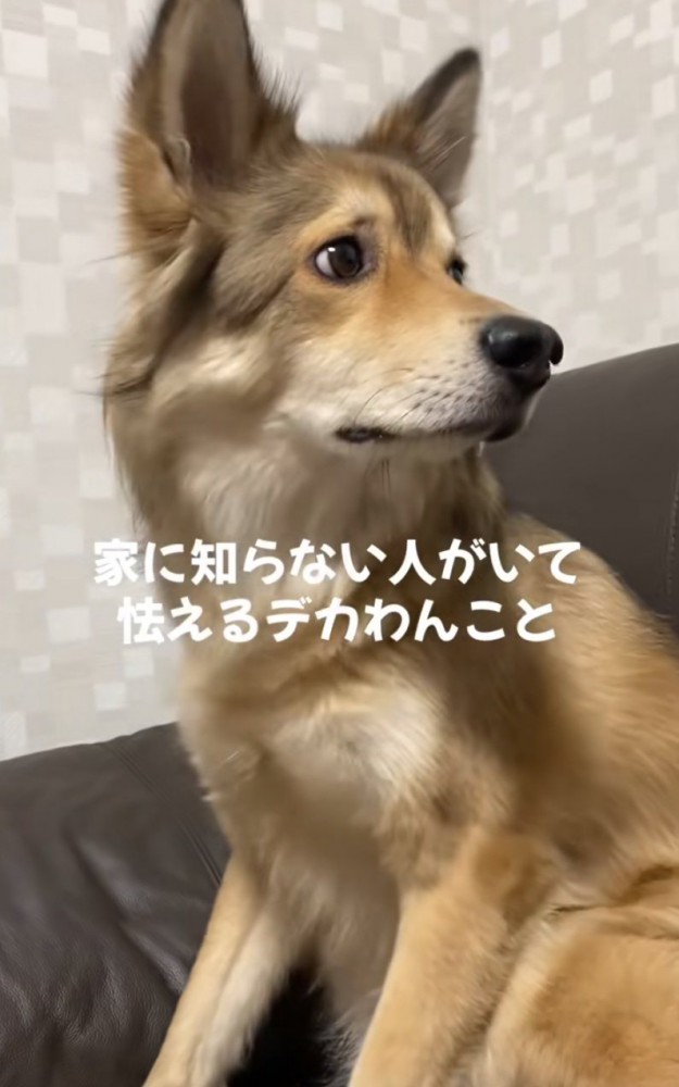 少し顔を逸らす犬
