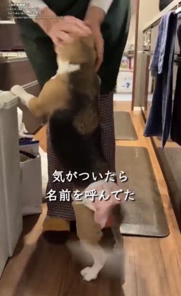 立ち上がって甘える犬