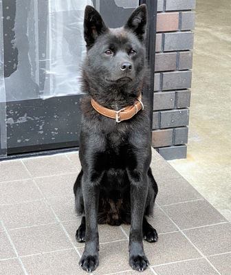 おすわりする甲斐犬の写真