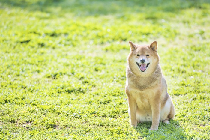 おすわりをしてこちらを見ている犬