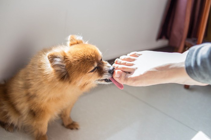 飼い主の足を舐める犬