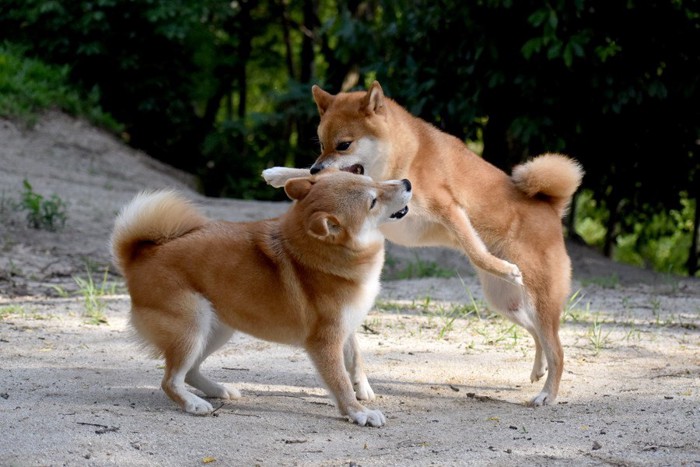 茶色いラブに飛びつく小型犬