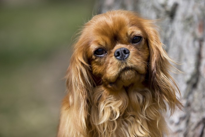 不安そうな犬