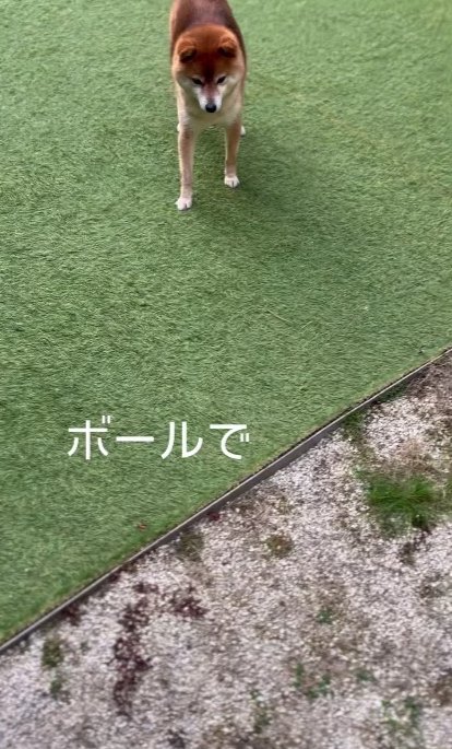 柴犬