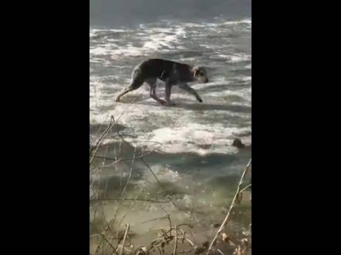 氷上に上がることができた犬