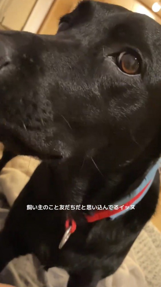 女性を見上げる犬