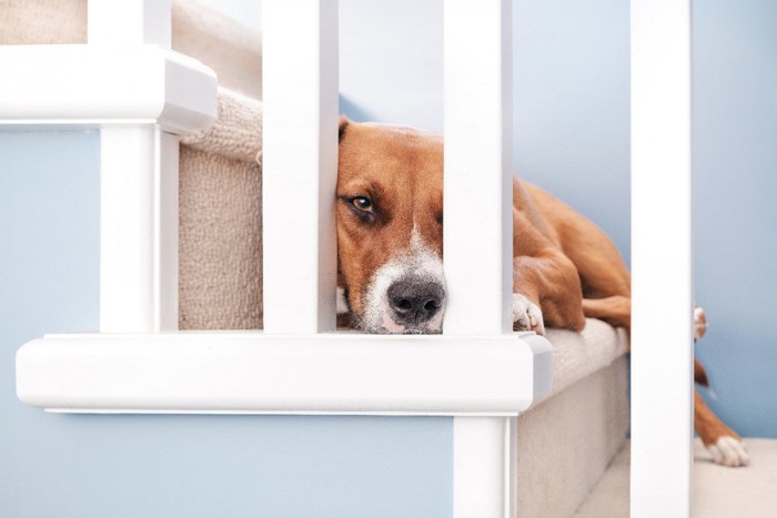 階段で不満そうな表情の犬