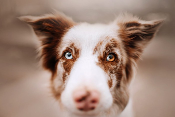 オッドアイの犬