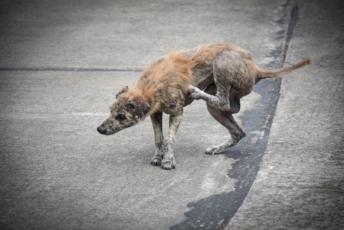 全身に脱毛がある犬