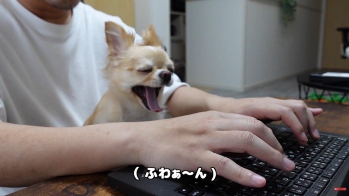 お仕事中に甘えるみるくちゃん5