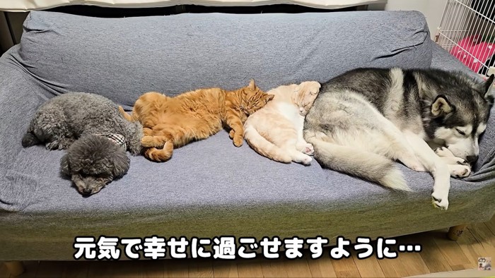 いつまでも仲良く幸せに暮らしてね！