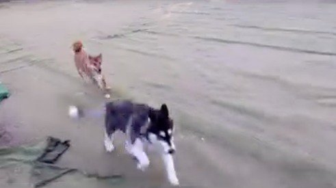 ハスキー犬を追いかける若い柴犬