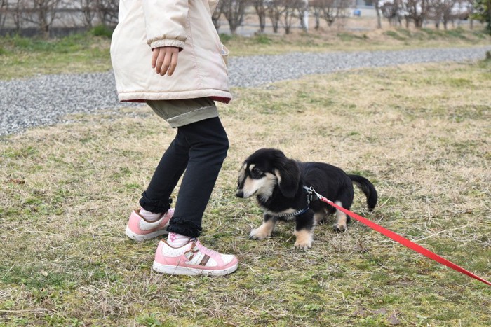 しょんぼりした犬