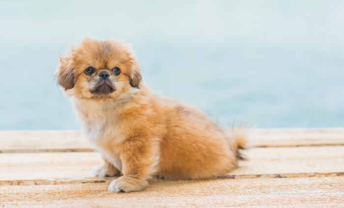 座ってどこかを見つめるペキニーズの子犬