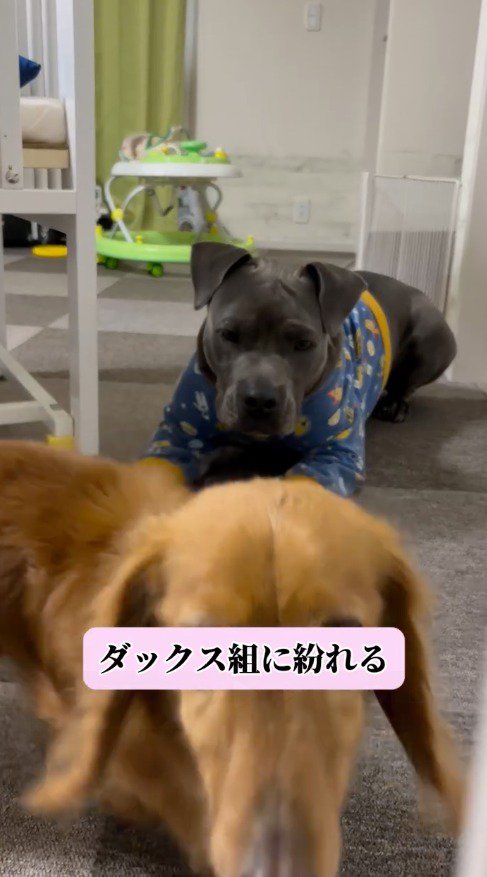 小型犬に合わせて、姿勢を低くする黒い犬