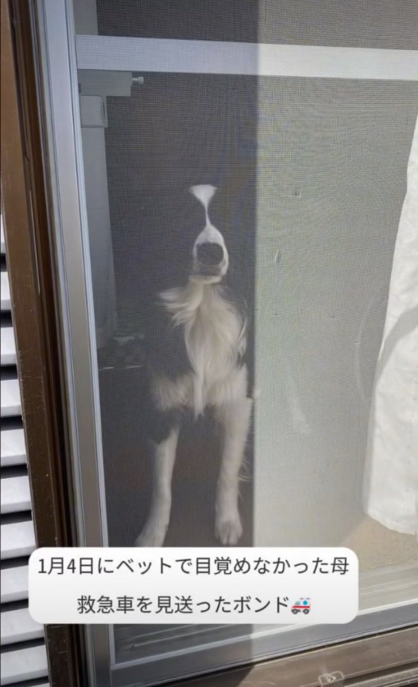 窓越しに見つめる犬